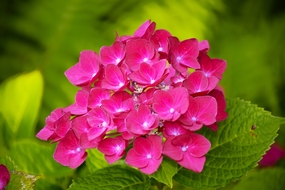 红色绣球花局部特写摄影图片